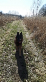 vom Trojangold, hodowla Owczarków Niemieckich Długowłosych