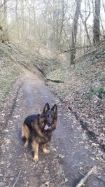 vom Trojangold, hodowla Owczarków Niemieckich Długowłosych