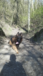 vom Trojangold, hodowla Owczarków Niemieckich Długowłosych