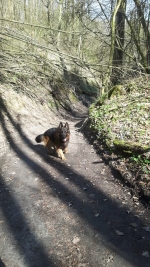 vom Trojangold, hodowla Owczarków Niemieckich Długowłosych