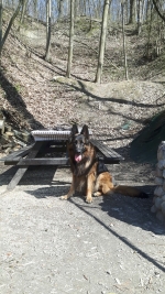 vom Trojangold, hodowla Owczarków Niemieckich Długowłosych