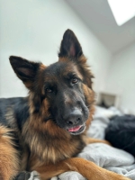 vom Trojangold, hodowla Owczarków Niemieckich Długowłosych