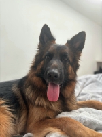 vom Trojangold, hodowla Owczarków Niemieckich Długowłosych