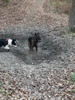 vom Trojangold, hodowla Owczarków Niemieckich Długowłosych