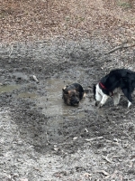 vom Trojangold, hodowla Owczarków Niemieckich Długowłosych
