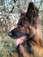 vom Trojangold, hodowla Owczarków Niemieckich Długowłosych