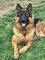 vom Trojangold, hodowla Owczarków Niemieckich Długowłosych