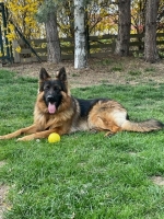 vom Trojangold, hodowla Owczarków Niemieckich Długowłosych