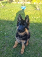 vom Trojangold, hodowla Owczarków Niemieckich Długowłosych