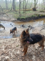 vom Trojangold, hodowla Owczarków Niemieckich Długowłosych