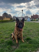 vom Trojangold, hodowla Owczarków Niemieckich Długowłosych