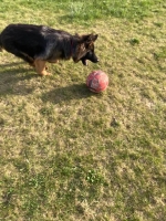 vom Trojangold, hodowla Owczarków Niemieckich Długowłosych