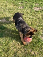 vom Trojangold, hodowla Owczarków Niemieckich Długowłosych