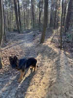 vom Trojangold, hodowla Owczarków Niemieckich Długowłosych