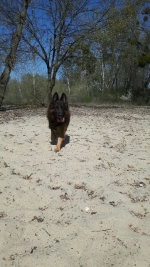 vom Trojangold, hodowla Owczarków Niemieckich Długowłosych