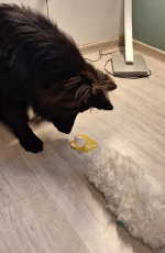 vom Trojangold, hodowla Owczarków Niemieckich Długowłosych