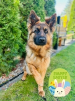 vom Trojangold, hodowla Owczarków Niemieckich Długowłosych