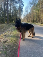 vom Trojangold, hodowla Owczarków Niemieckich Długowłosych