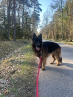 vom Trojangold, hodowla Owczarków Niemieckich Długowłosych