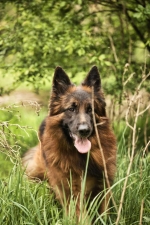 vom Trojangold, hodowla Owczarków Niemieckich Długowłosych