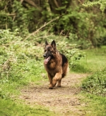 vom Trojangold, hodowla Owczarków Niemieckich Długowłosych