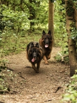 vom Trojangold, hodowla Owczarków Niemieckich Długowłosych