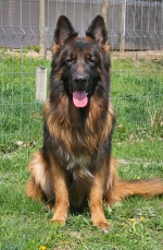 vom Trojangold, hodowla Owczarków Niemieckich Długowłosych