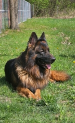 vom Trojangold, hodowla Owczarków Niemieckich Długowłosych