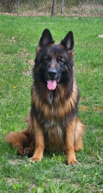 vom Trojangold, hodowla Owczarków Niemieckich Długowłosych