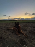 vom Trojangold, hodowla Owczarków Niemieckich Długowłosych