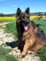 vom Trojangold, hodowla Owczarków Niemieckich Długowłosych