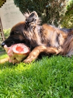 vom Trojangold, hodowla Owczarków Niemieckich Długowłosych