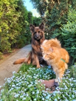vom Trojangold, hodowla Owczarków Niemieckich Długowłosych
