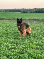 vom Trojangold, hodowla Owczarków Niemieckich Długowłosych