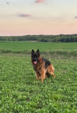 vom Trojangold, hodowla Owczarków Niemieckich Długowłosych