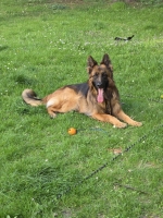 vom Trojangold, hodowla Owczarków Niemieckich Długowłosych