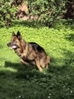 vom Trojangold, hodowla Owczarków Niemieckich Długowłosych