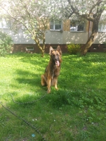 vom Trojangold, hodowla Owczarków Niemieckich Długowłosych