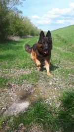 vom Trojangold, hodowla Owczarków Niemieckich Długowłosych