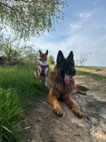 vom Trojangold, hodowla Owczarków Niemieckich Długowłosych