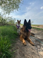 vom Trojangold, hodowla Owczarków Niemieckich Długowłosych