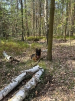 vom Trojangold, hodowla Owczarków Niemieckich Długowłosych