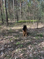 vom Trojangold, hodowla Owczarków Niemieckich Długowłosych