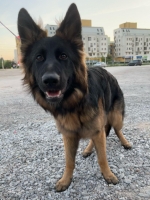 vom Trojangold, hodowla Owczarków Niemieckich Długowłosych