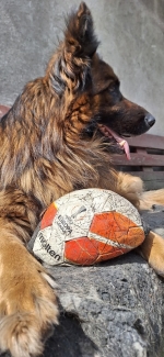 vom Trojangold, hodowla Owczarków Niemieckich Długowłosych