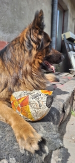 vom Trojangold, hodowla Owczarków Niemieckich Długowłosych