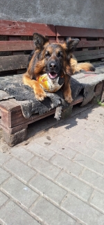 vom Trojangold, hodowla Owczarków Niemieckich Długowłosych