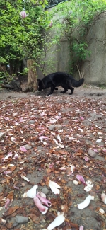 vom Trojangold, hodowla Owczarków Niemieckich Długowłosych