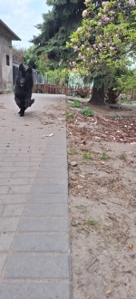 vom Trojangold, hodowla Owczarków Niemieckich Długowłosych