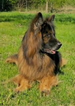 vom Trojangold, hodowla Owczarków Niemieckich Długowłosych